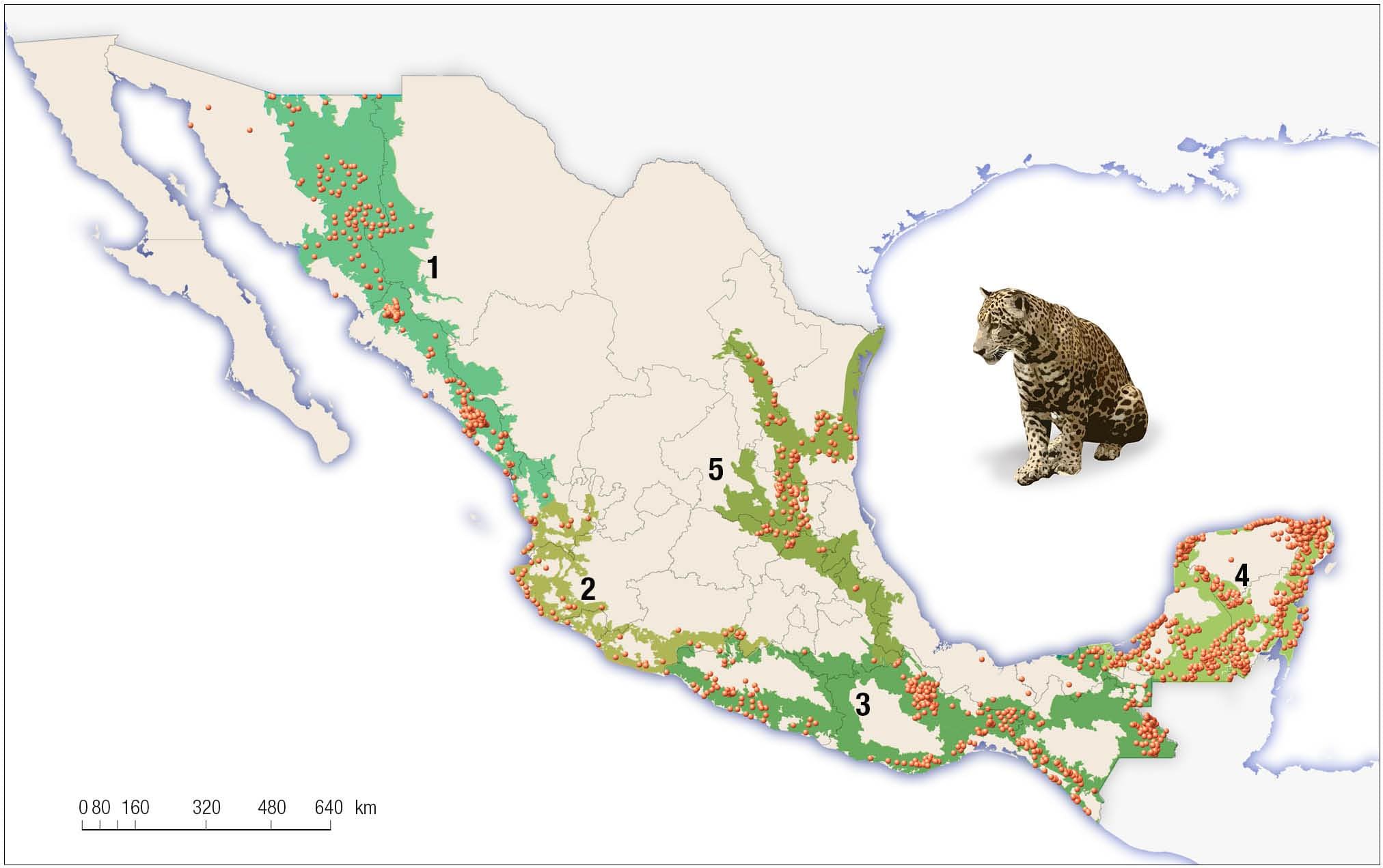 Jaguar Map Mexico
